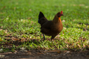 Rooster in the field