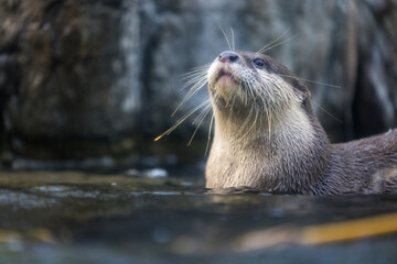 Otter swim in the pond