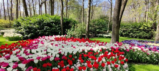 tulips in the park