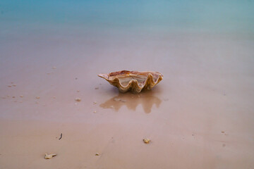 shells on the beach
