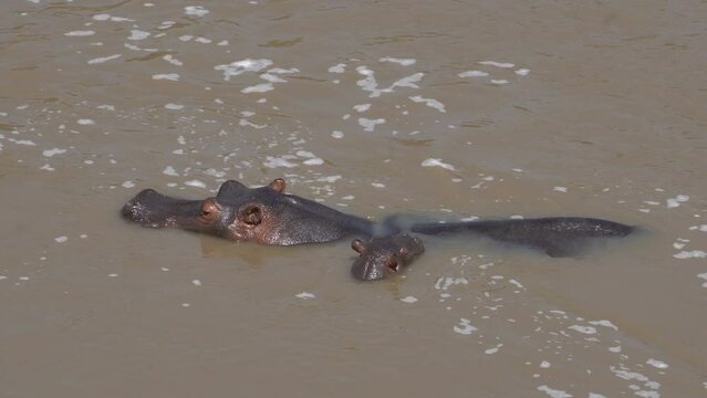 Close up of a hippo with a very small baby beside her in the water.