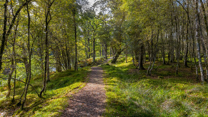 Spean Bridge Woodland