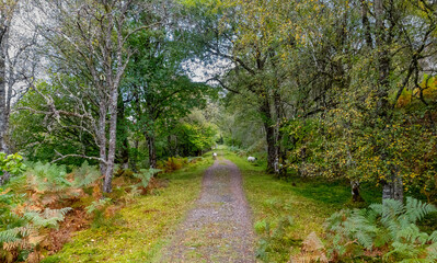 Fototapeta na wymiar A Woodland Track through birch trees in the Autumn. Some sheep grazing on the verge.