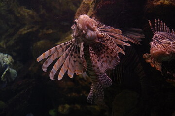 Lion fish Pterois