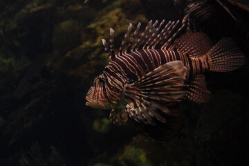 Lion fish Pterois