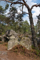 Fototapeta na wymiar Rochers, Gorges de Franchard, Forêt de Fontainebleau, Seine et Marne, 78
