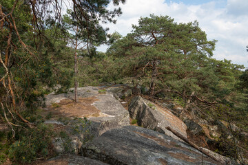 Fototapeta na wymiar Pin sylvestre, Pinus sylvestris, Rochers, Gorges de Franchard, Forêt de Fontainebleau, Seine et Marne, 78