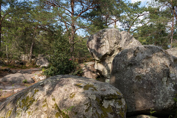Fototapeta na wymiar Rochers, Gorges de Franchard, Forêt de Fontainebleau, Seine et Marne, 78
