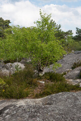 Fototapeta premium Rochers, Gorges de Franchard, Forêt de Fontainebleau, Seine et Marne, 78