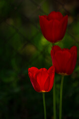 Red tulip flower close up In the natural environment in the garden, rose petals close-up, a nearby leaf selective focus, space for text, illuminated by a ray of sunshine