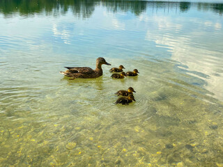 Five litte ducks went swimming one day