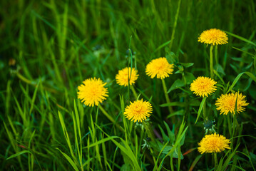 Obraz premium Beautiful flowers of yellow dandelions in nature in warm spring on meadow in sunlight, macro. Dreamy artistic image of beauty of nature.Green field Closeup of yellow spring flowers on the ground