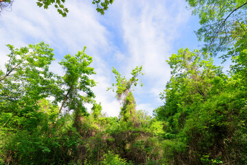 Wood along the mouth of the  Morbras river in Ile-De-France region. Bonneuil-sur-Marne city