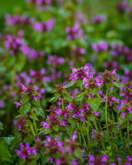 Lamium purpureum, known as red dead-nettle, purple dead-nettle, or purple archangel, is a herbaceous flowering plant of the Lamiaceae family. Cut-Leaved Dead-Nettle (Lamium purpureum).