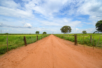 Dirt road of a rural area, fences separating the dirt road from the farm pastures, sheep fattening pastures, and few trees around. Brazilian rural area.
