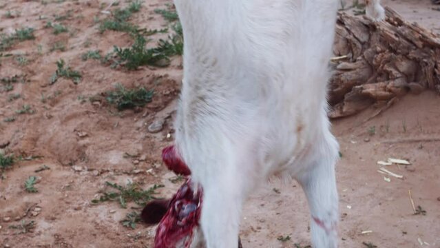A traditional goat slaughte.: Sounds and images
Morocco desert