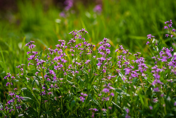 A close up of Chorispora tenella, or purple mustard, an Asian invasive species. A field of purple flowers. Purple and pink flowers with green stems on mustard weed. sunrise early morning