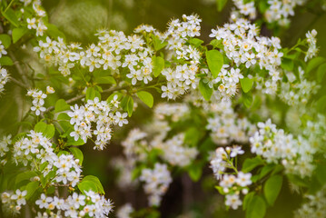 White, Rose plum and apple beautiful flowers in the tree blooming in the early spring, Branch of white cherry plum flowers at bright green background. Myrobalan plum (Prunus cerasifera) blossoming 