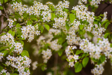 White, Rose plum and apple beautiful flowers in the tree blooming in the early spring, Branch of white cherry plum flowers at bright green background. Myrobalan plum (Prunus cerasifera) blossoming 