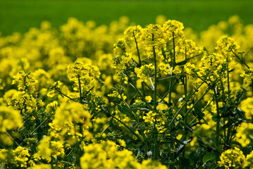 Field od blossoming oilseed rape. Selective focus.