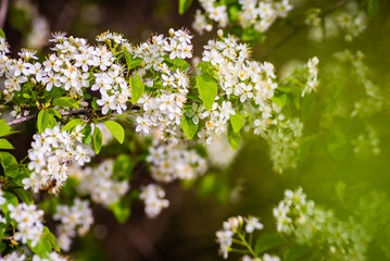 White, Rose plum and apple beautiful flowers in the tree blooming in the early spring, Branch of white cherry plum flowers at bright green background. Myrobalan plum (Prunus cerasifera) blossoming 