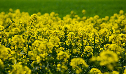 Field od blossoming oilseed rape. Selective focus.