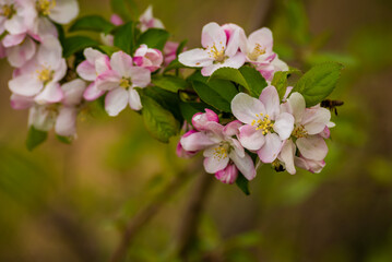 Obraz na płótnie Canvas White, Rose plum and apple beautiful flowers in the tree blooming in the early spring, Branch of white cherry plum flowers at bright green background. Myrobalan plum (Prunus cerasifera) blossoming 