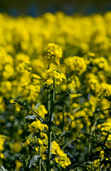 Field od blossoming oilseed rape. Selective focus.