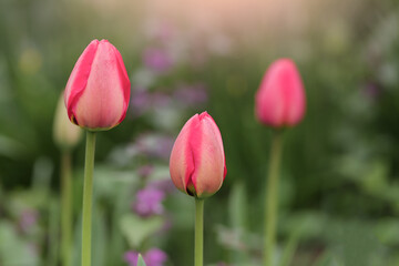 Pink Tulips on Green Background close up. Selective focus. Soft focus