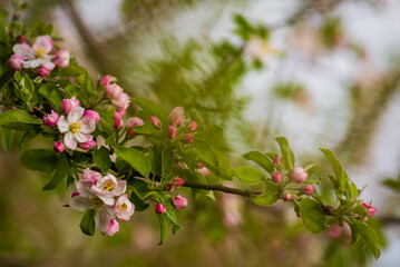 White, Rose plum and apple beautiful flowers in the tree blooming in the early spring, Branch of white cherry plum flowers at bright green background. Myrobalan plum (Prunus cerasifera) blossoming 