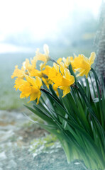 Obraz premium Narcyz ( Narcissus)