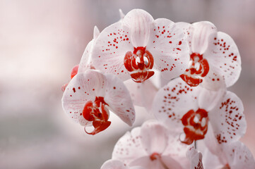 Fototapeta Biały Kwiat - falenopsis obraz
