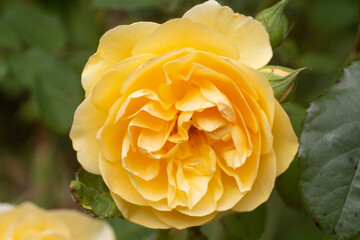 Yellow rose in a garden
