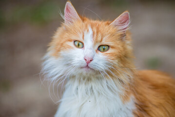 red Cat  with kind green, blue eyes, Little red kitten. Portrait cute red ginger kitten. happy adorable cat, Beautiful fluffy red orange cat lie in  grass outdoors in garden, spring dandelion