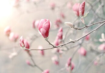 Wiosenne kwiaty Magnolia - obrazy, fototapety, plakaty