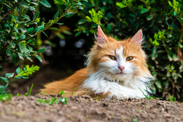 Naklejka na ściany i meble red Cat with kind green, blue eyes, Little red kitten. Portrait cute red ginger kitten. happy adorable cat, Beautiful fluffy red orange cat lie in grass outdoors in garden, spring dandelion