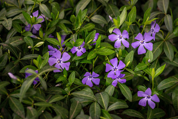Vinca minor (common names lesser periwinkle, dwarf periwinkle, small periwinkle, common periwinkle)...