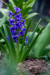 zambila, purple Hyacinth (Hyacinthus orientalis),on natural  background. The first spring flower, close up. garden, morning