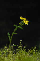 Senecio vernalis. An annual plant known as eastern groundsel. Yellow flowers of Senecio vernalis closeup on a blurred green, black background.  copy space, Wild plant shot in spring.