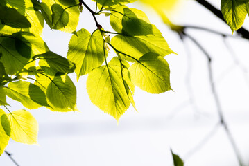 A branch of lime tree. Green leaves of a linden tree. Tilia americana  in spring, fresh green leaves, natural white sky background