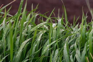 Elytrigia. Herbaceous background of juicy high green couch grass close-up. Fresh young bright grass Elymus repens beautiful herbal texture, spring. Water drops, wheatgrass sunset, rain