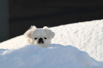 雪山から顔を出す白いペキニーズ