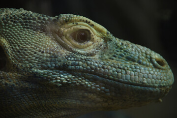 Fototapeta premium Komodo dragon, monitor lizard