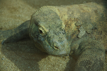 Komodo dragon, monitor lizard