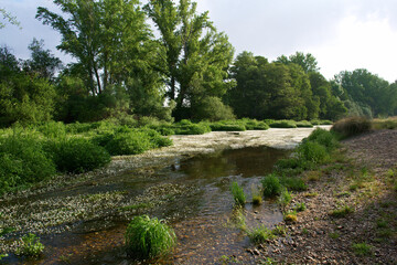 Fototapeta na wymiar krajobraz rzeka woda kwiaty rośliny natura