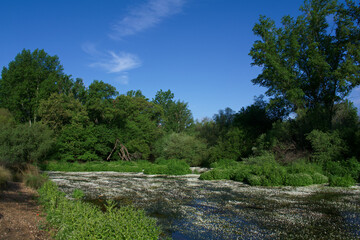 krajobraz rzeka woda kwiaty rośliny natura