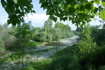 krajobraz rzeka woda drzewa natura widok - obrazy, fototapety, plakaty