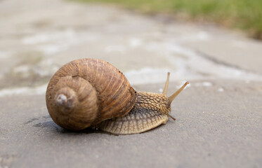 Slow grape snail crawl on the asphalt in the park