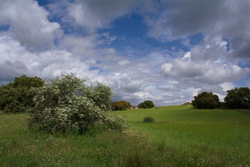 Fototapeta na wymiar krajobraz rośliny niebo chmury widok wiosna