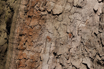 Colorful bark of the plane tree. Organic texture of lines and smudges.